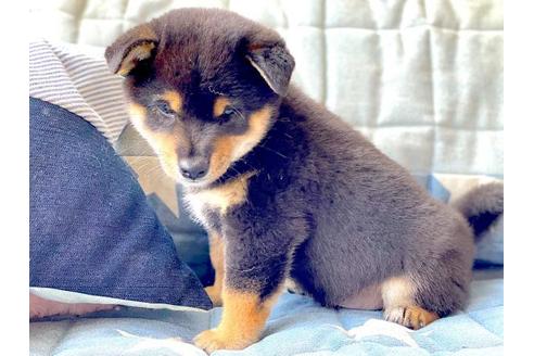 成約済の石川県の豆柴-109388の5枚目