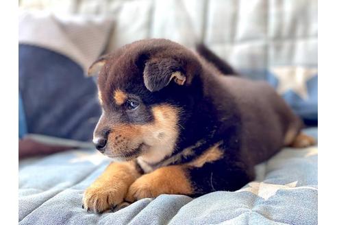 成約済の石川県の豆柴-109388の4枚目