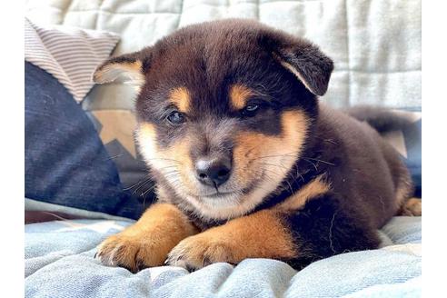 成約済の石川県の豆柴-109388の3枚目