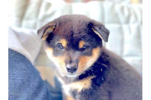 成約済の石川県の豆柴-109388の2枚目