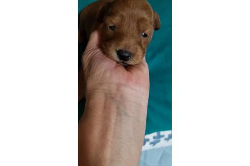 成約済の神奈川県のミックス犬-109413の1枚目