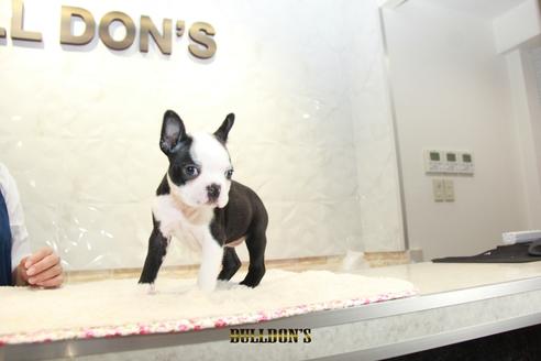 成約済の東京都のボストンテリア-109418の7枚目