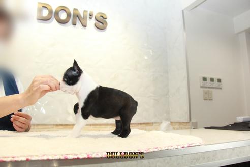 成約済の東京都のボストンテリア-109418の6枚目