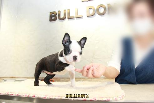 成約済の東京都のボストンテリア-109418の5枚目