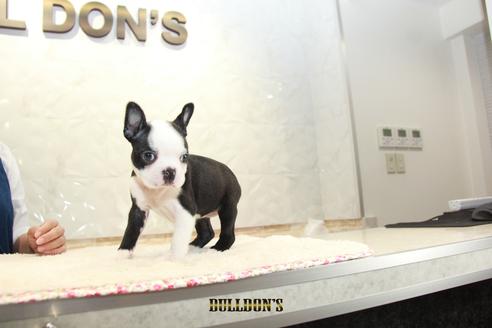 成約済の東京都のボストンテリア-109418の3枚目