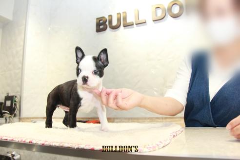 成約済の東京都のボストンテリア-109418の2枚目