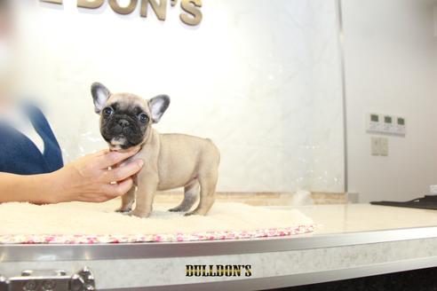 成約済の東京都のフレンチブルドッグ-109419の1枚目