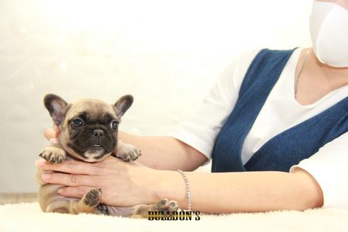 成約済の東京都のフレンチブルドッグ-109419の4枚目