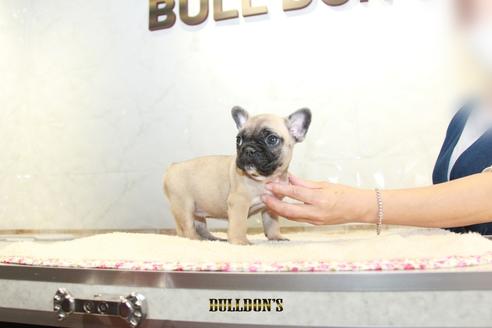 成約済の東京都のフレンチブルドッグ-109419の3枚目