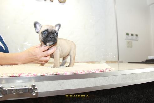 成約済の東京都のフレンチブルドッグ-109419の2枚目