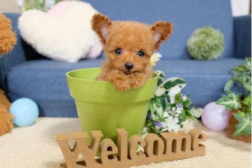 成約済の滋賀県のトイプードル-107804の1枚目