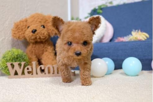 成約済の滋賀県のトイプードル-107804の5枚目