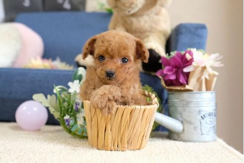 成約済の滋賀県のトイプードル-107804の3枚目