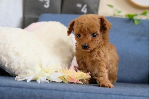 成約済の滋賀県のトイプードル-107804の2枚目