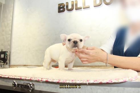 成約済の東京都のフレンチブルドッグ-109429の1枚目
