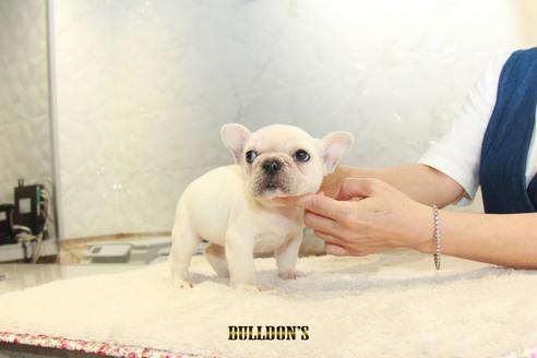 成約済の東京都のフレンチブルドッグ-109429の5枚目