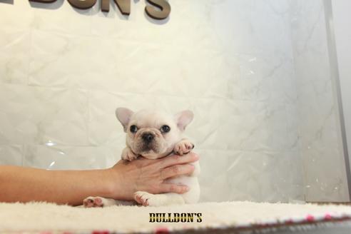 成約済の東京都のフレンチブルドッグ-109429の4枚目