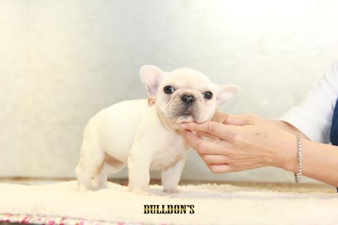 成約済の東京都のフレンチブルドッグ-109429の2枚目