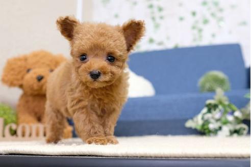 成約済の滋賀県のトイプードル-107805の1枚目