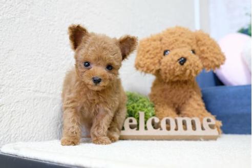 成約済の滋賀県のトイプードル-107805の5枚目