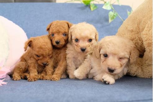 成約済の滋賀県のトイプードル-107805の4枚目