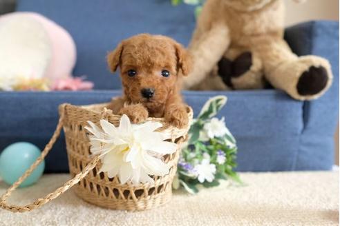 成約済の滋賀県のトイプードル-107805の3枚目