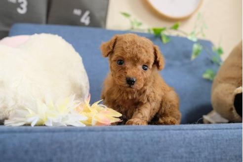 成約済の滋賀県のトイプードル-107805の2枚目