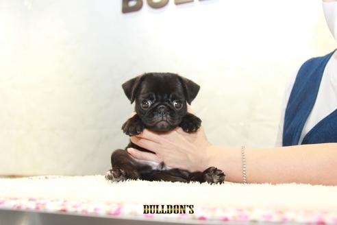 成約済の東京都のパグ-109452