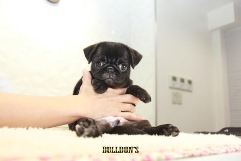 成約済の東京都のパグ-109452の7枚目