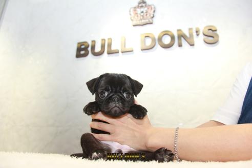 成約済の東京都のパグ-109452の6枚目