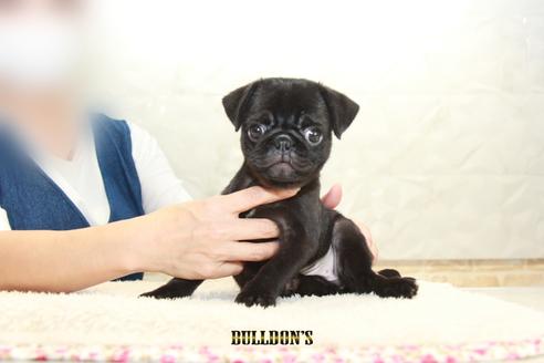 成約済の東京都のパグ-109452の5枚目