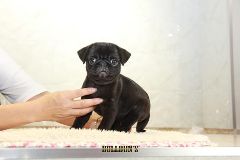 成約済の東京都のパグ-109452の4枚目