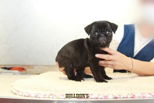 成約済の東京都のパグ-109452の3枚目