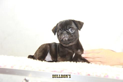 成約済の東京都のパグ-109452の2枚目