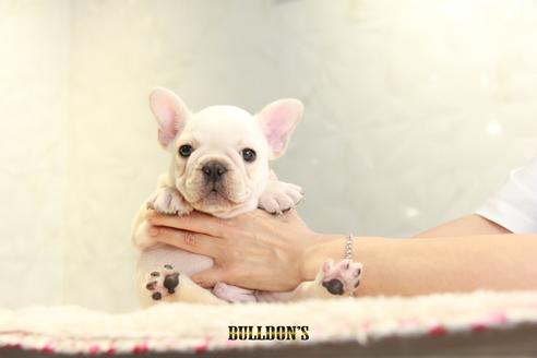 成約済の東京都のフレンチブルドッグ-109454