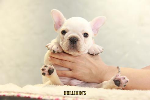 成約済の東京都のフレンチブルドッグ-109454の6枚目