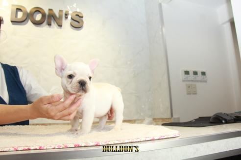 成約済の東京都のフレンチブルドッグ-109454の4枚目