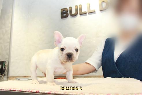 成約済の東京都のフレンチブルドッグ-109454の3枚目