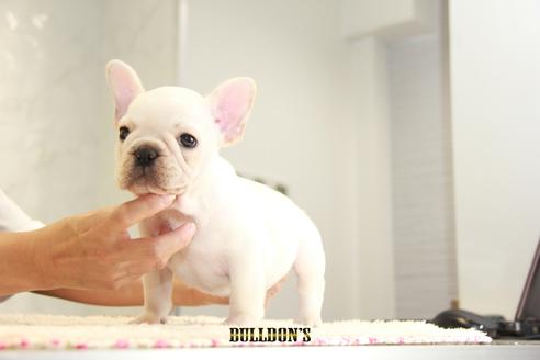 成約済の東京都のフレンチブルドッグ-109454の2枚目