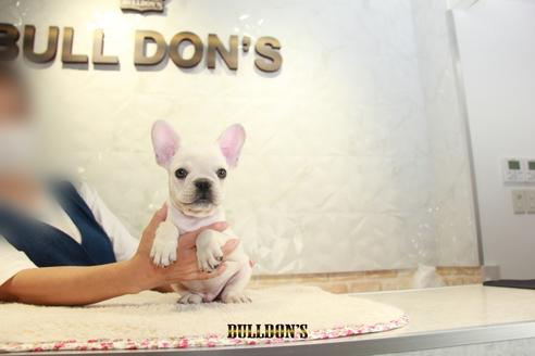 成約済の東京都のフレンチブルドッグ-109455の7枚目