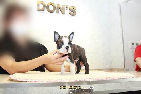 成約済の東京都のボストンテリア-109459