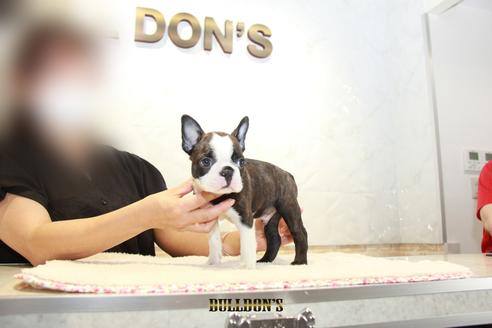 成約済の東京都のボストンテリア-109459の3枚目