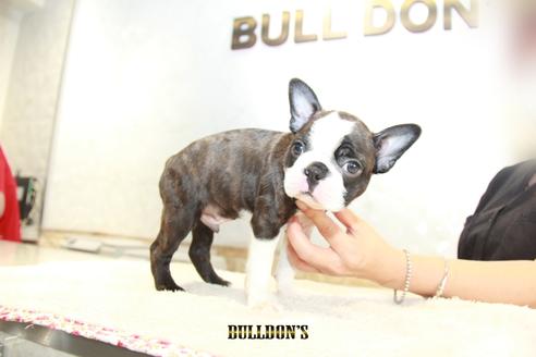 成約済の東京都のボストンテリア-109459の2枚目