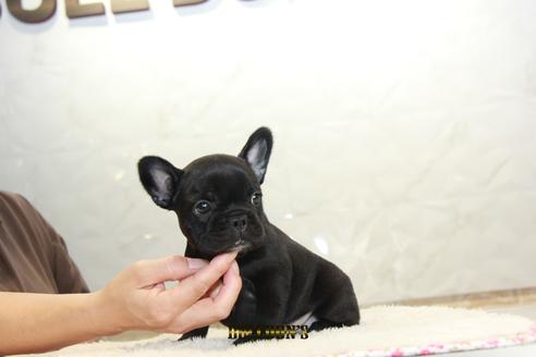 成約済の東京都のフレンチブルドッグ-109465の6枚目