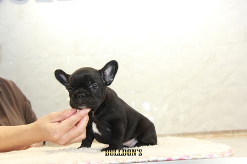 成約済の東京都のフレンチブルドッグ-109465の5枚目