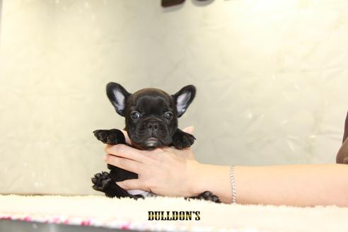 成約済の東京都のフレンチブルドッグ-109465の4枚目