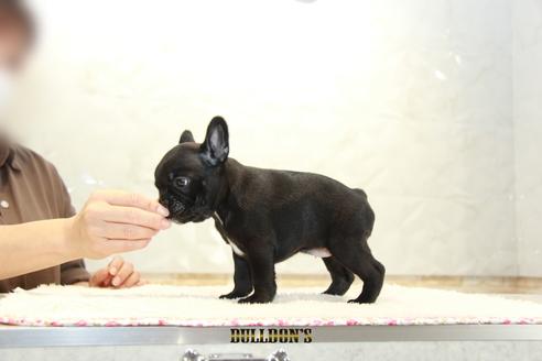 成約済の東京都のフレンチブルドッグ-109465の3枚目