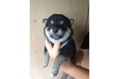 成約済の宮城県の柴犬-109474の1枚目