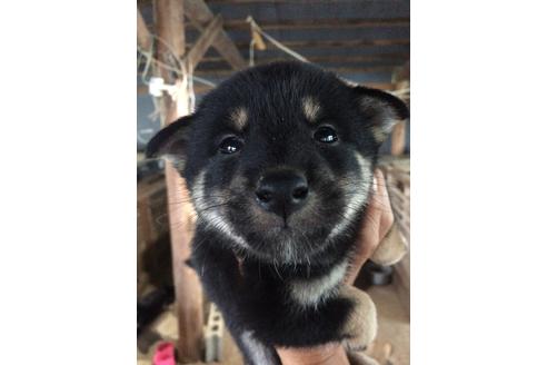 成約済の宮城県の柴犬-109477の1枚目