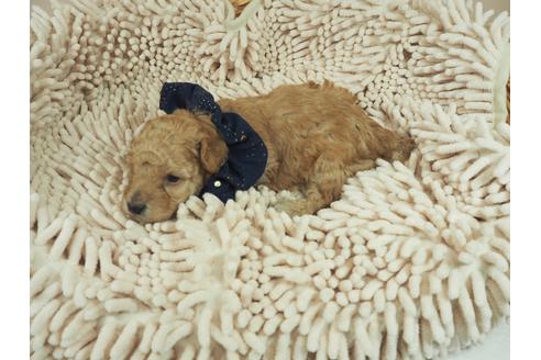 成約済の埼玉県のトイプードル-109525の4枚目